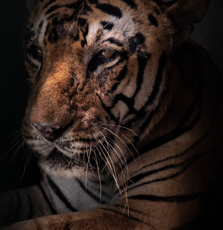 Imagem de um tigre descontente