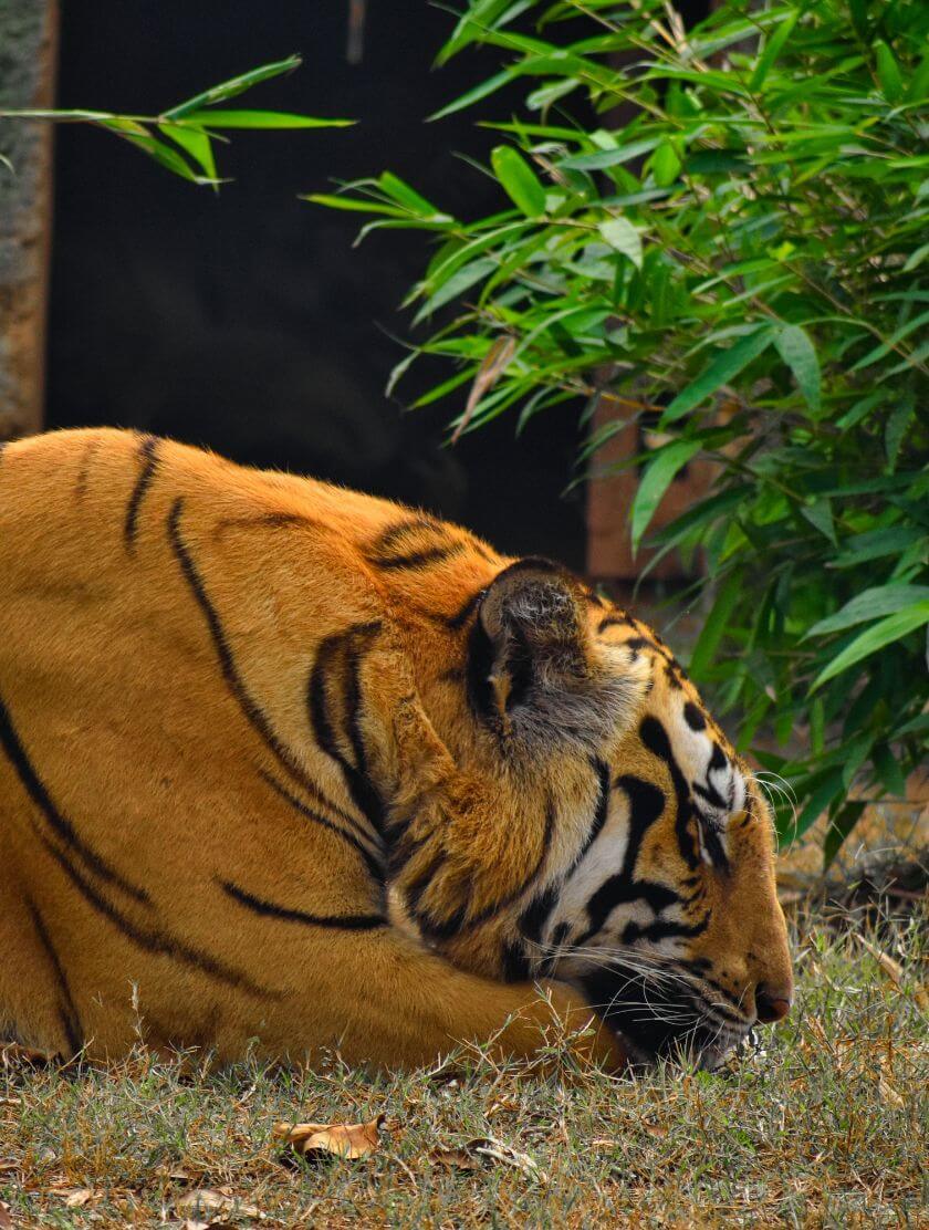 Tigre esperança imagem um