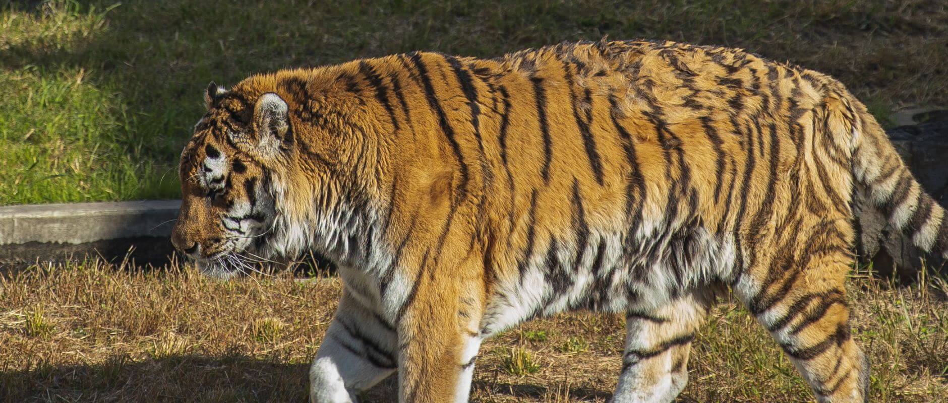 Tigre esperança imagem dois