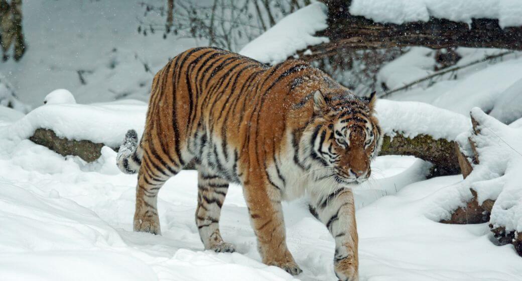 Tigre solitário