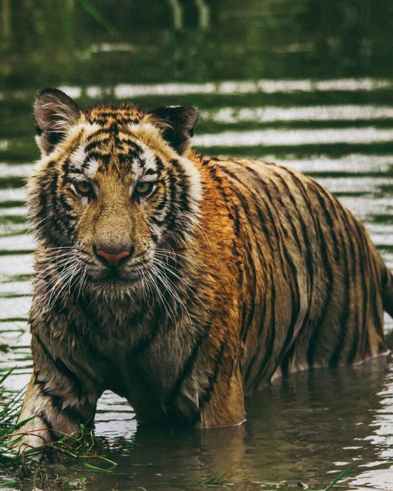 Tigre solitário