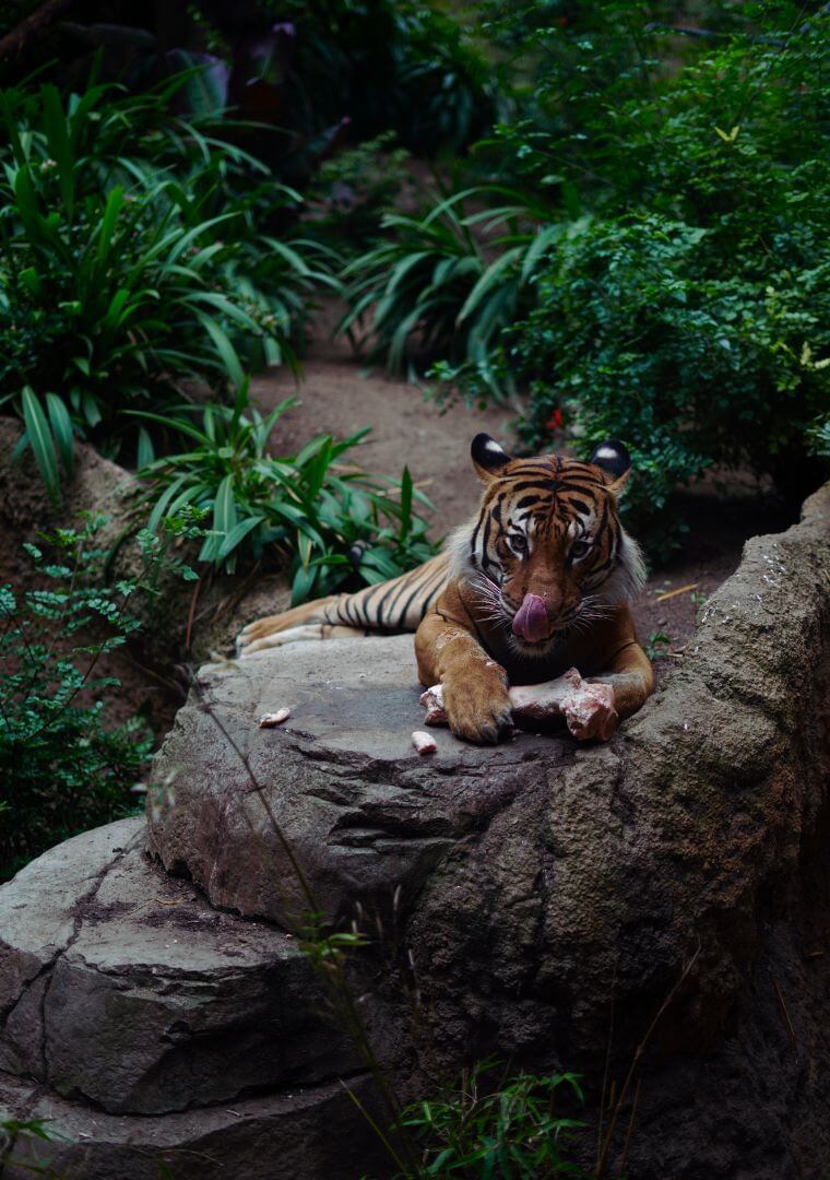 Tigre caçador imagem um