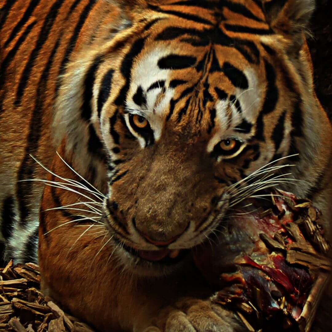 Tigre caçador imagem dois