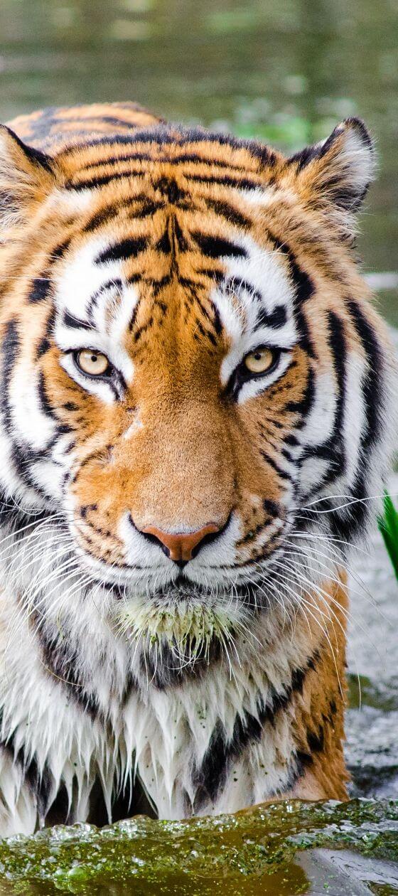 O tigre siberiano