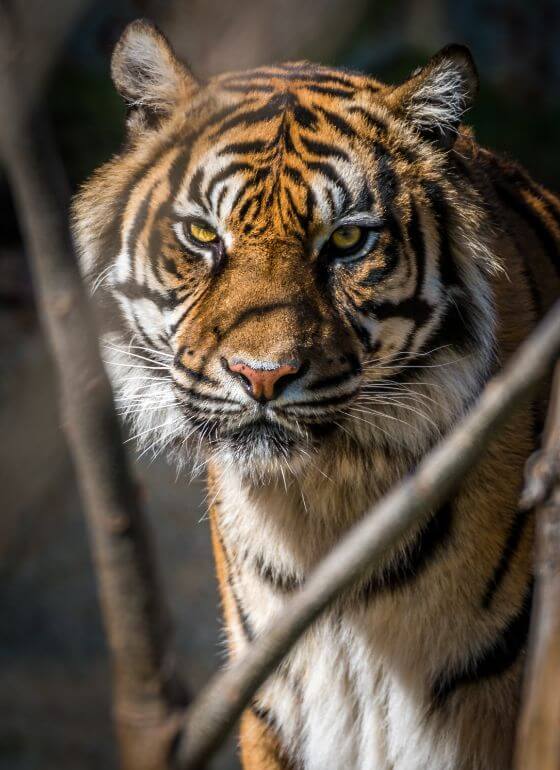 O tigre siberiano